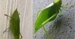 Insect Messaging: The Leaf Grasshopper’s Messenger