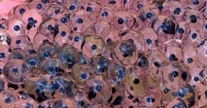 Farmer discovers strange eggs in his field – experts offer surprising explanation