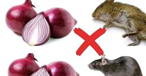 9 natural solutions to keep rodents out of your home