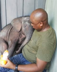 Saved from Poachers, Tembo Begins a New Life of Hope
