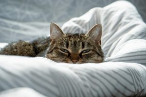 If your cat wants to sleep in your bed, the reason might surprise you