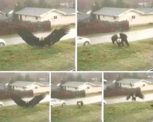 Giant Eagle captured in Bro…See more