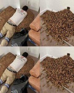 A man smells a strong smell in his house, when he finds out that he opens the wall he finds…