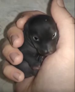 The Morning I Found a “Puppy” That Turned Out to Be Something Far More Extraordinary