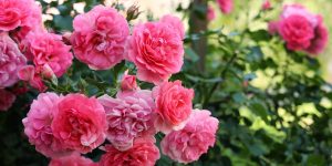 My Neighbor Cut Down My 20-Year-Old Rose Bushes to Expand Her Patio – My 12-Year-Old Son Taught Her a Brutal Lesson