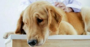 Vets reveal very last thing all pets do before being put down and it’s heartbreaking