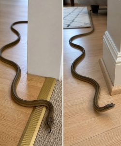 What It Really Means When You Find a Snake Inside Your Home
