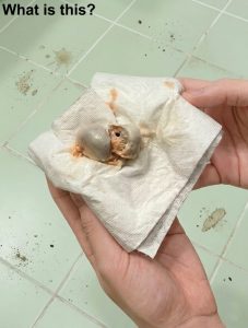 My wife and I found this on the bathroom floor.